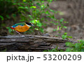 Birds with beautiful colors in nature Pitta  53200209