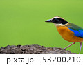 Birds with beautiful colors in nature Pitta  53200210