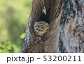 Owl, Spotted owlet (Athene brama) in tree hollow  53200211