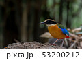 Birds with beautiful colors in nature Pitta  53200212