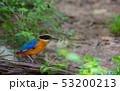 Birds with beautiful colors in nature Pitta  53200213