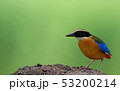 Birds with beautiful colors in nature Pitta  53200214