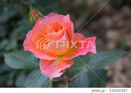 バラ ノックアウト ローラ 53200397