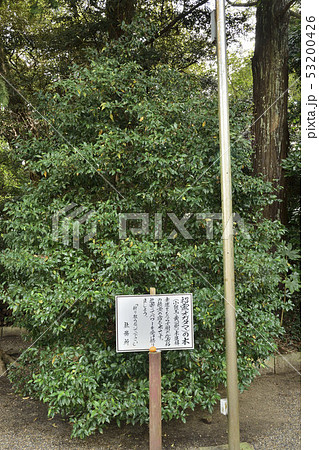 招霊の木　息栖神社 53200426