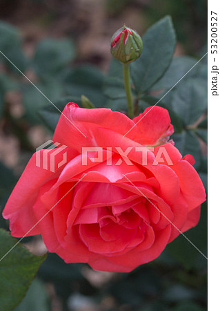 バラ ノックアウト ローラ 53200527