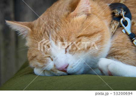 備中松山城　猫城主・さんじゅーろー 53200694