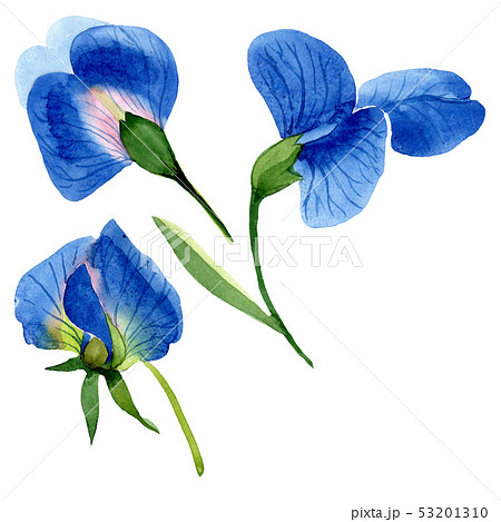 Blue sweet pea floral botanical flowers. Watercolor background set. Isolated sweet pea illustration 53201310