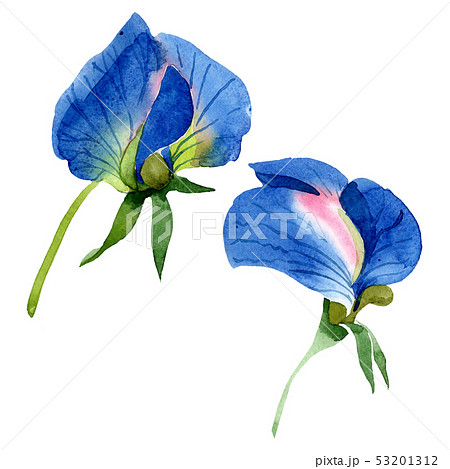 Blue sweet pea floral botanical flowers. Watercolor background set. Isolated sweet pea illustration 53201312