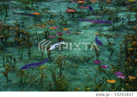 モネの池 53201837