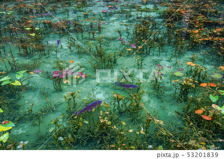 モネの池 53201839