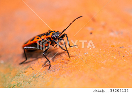 Detail of red bug perched on the piece of red 53202132
