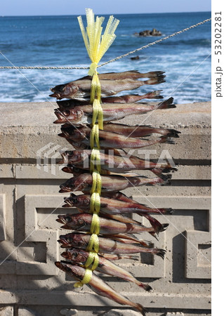 スケトウダラ 乾燥 浜 53202281