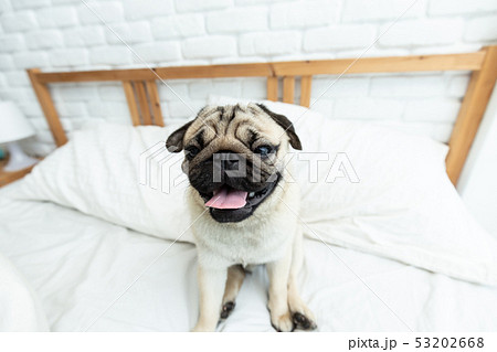 Cute dog pug breed smile and lying Cute dog pug breed smile and lying 53202668