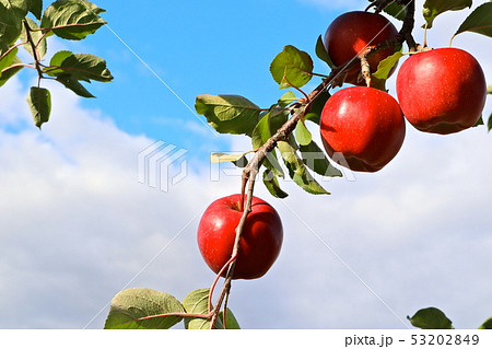 林檎の木 53202849