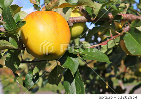 林檎の木 53202854