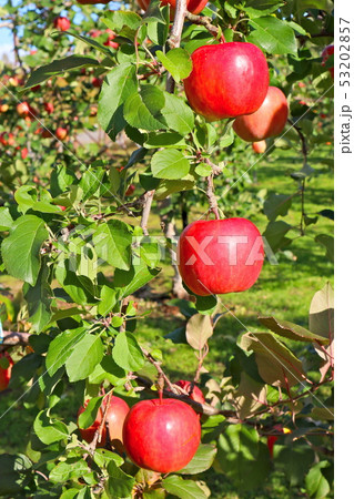 林檎の木 林檎の木 53202857