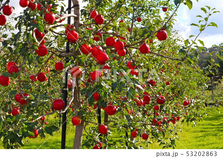 林檎の木 53202863