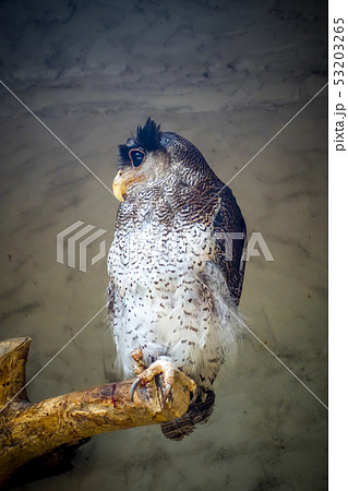 Barred eagle owl 53203265