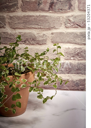 green plant in a terracotta pot 53204371