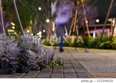 歴史的な 像 肖像 53204630