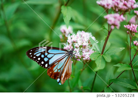 Blue butterfly perched on a flower 53205228