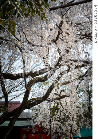 車折神社、溪仙桜 車折神社、溪仙桜 53205554