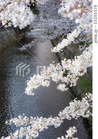 木屋町通、高瀬川に満開の桜 木屋町通、高瀬川に満開の桜 53205576
