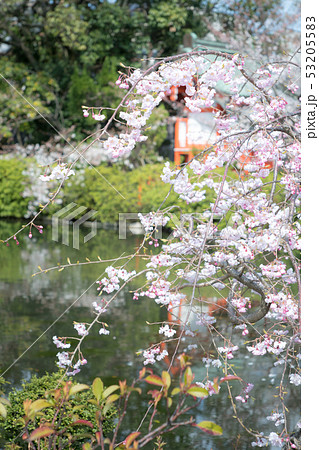 神泉苑、法成就池の枝垂桜の枝ぶり、矢剱大明神社殿 53205583