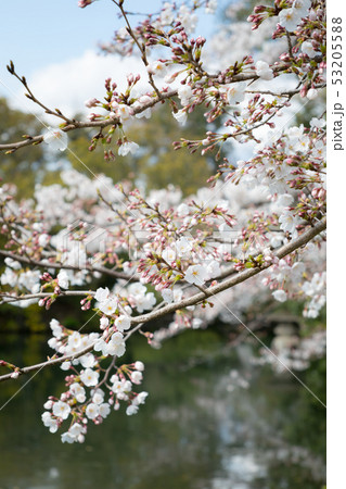 神泉苑、法成就池に八分咲きの桜 53205588