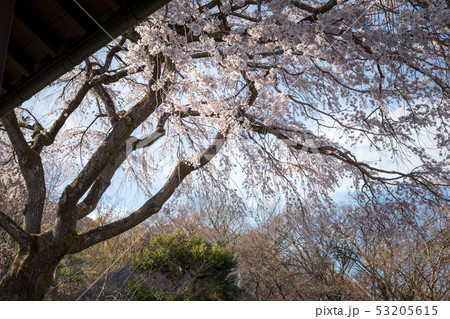 常寂光寺、枝垂桜の大木、軒端より 常寂光寺、枝垂桜の大木、軒端より 53205615