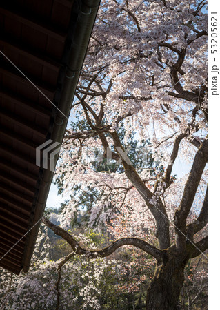 常寂光寺、枝垂桜の大木、軒端より 常寂光寺、枝垂桜の大木、軒端より 53205621