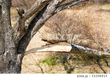 折れた桜の木 53206914