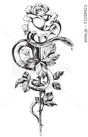 Hand Drawn Rose Flower And Snake のイラスト素材
