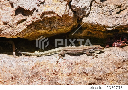 Viviparous lizard (Lacerta vivipara) 53207524