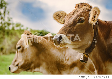 Portrait of Cows 53207533