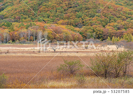栃木県日光市　奥日光　小田代原　（10月） 53207585