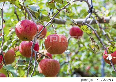 サンつがる　りんご園 53207793