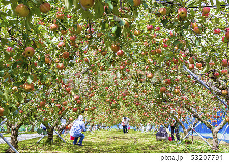 サンつがる　りんご園の風景 53207794