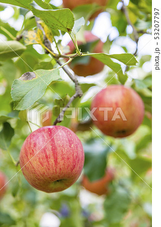 サンつがる　りんご園 53207797