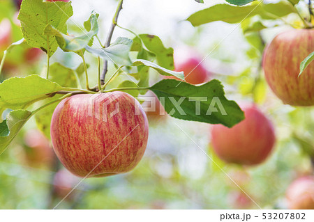 サンつがる りんご園 サンつがる りんご園 53207802