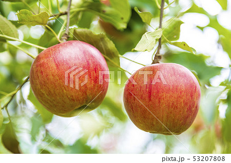 サンつがる　りんご園 53207808