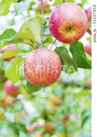 サンつがる りんご園 サンつがる りんご園 53207816