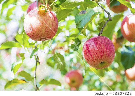 サンつがる　りんご園 53207825
