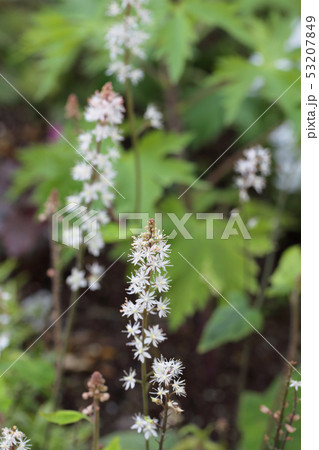 ティアレアの蕾と花の写真素材