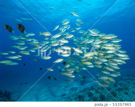 アカヒメジの群れ 53207965