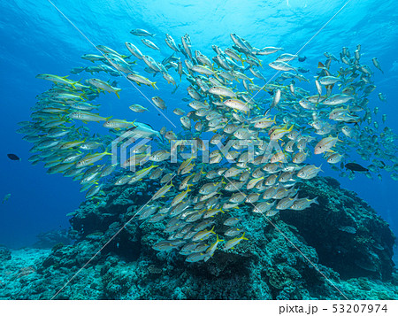 アカヒメジの群れ 53207974