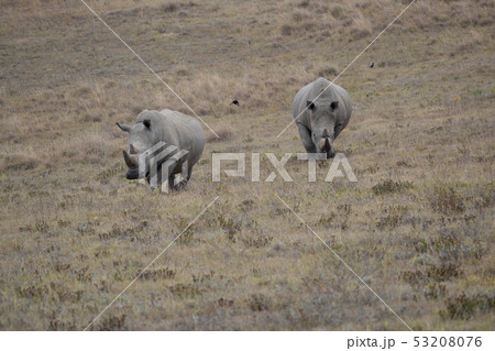 南アフリカ シロサイ 南アフリカ シロサイ 53208076