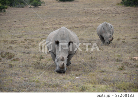 南アフリカ　シロサイ 53208132