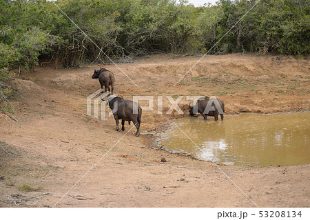アフリカスイギュウ 53208134