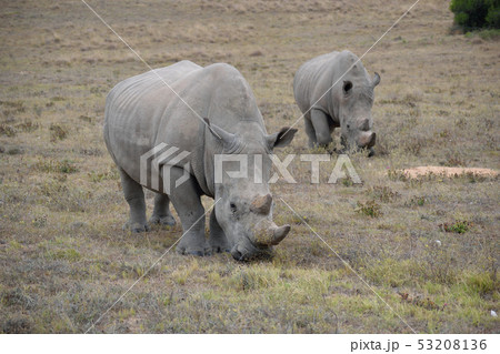 南アフリカ シロサイ 南アフリカ シロサイ 53208136